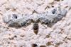 Eupithecia centaureata